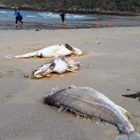 Thông báo 70/TB-VPCP kết luận của Phó Thủ tướng về khắc phục hậu quả cá chết bất thường