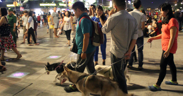 Trách nhiệm dân sự khi thả chó ra ngoài đường? Trách nhiệm dân sự khi thả chó ra ngoài đường tại Việt Nam