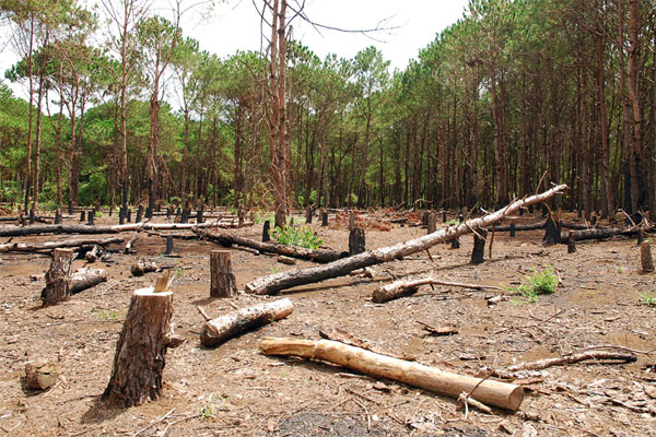 Chặt phá rừng trái phép có bị truy cứu trách nhiệm hình sự?