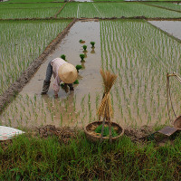 Nghị định 21/2017/NĐ-CP sửa đổi, hướng dẫn về miễn, giảm thuế sử dụng đất nông nghiệp