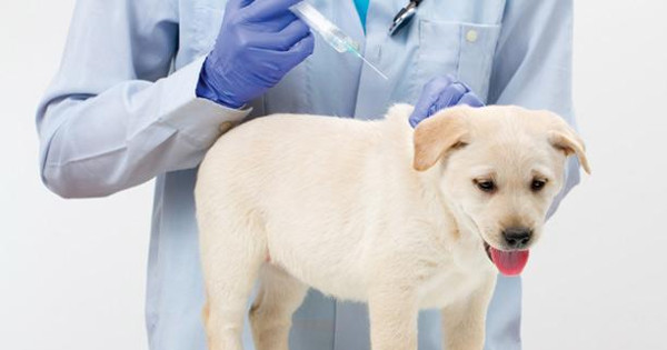 Từ 20/5 không tiêm phòng dại cho chó bị phạt 3 triệu đồng