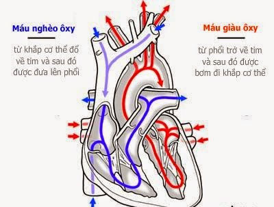 Kế hoạch chăm sóc bệnh nhân suy tim