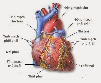 Kế hoạch chăm sóc bệnh nhân suy tim