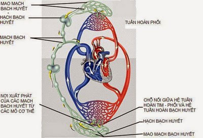 Kế hoạch chăm sóc bệnh nhân suy tim