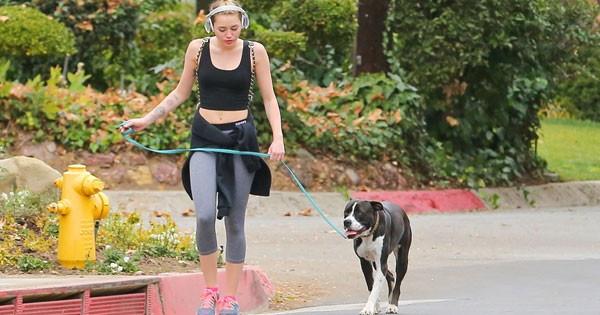 Quy định mới người nuôi chó cần biết