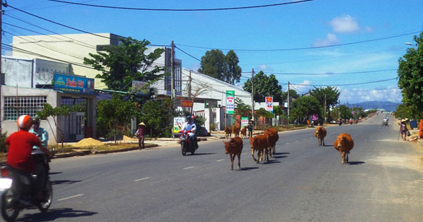 Trách nhiệm khi vật nuôi gây tai nạn