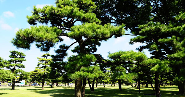 Thủ tục tách thửa đất trồng cây lâu năm