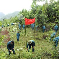 Mẫu phương án trồng rừng thay thế