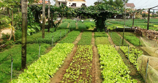 Hướng dẫn chuyển đất nông nghiệp sang đất thổ cư