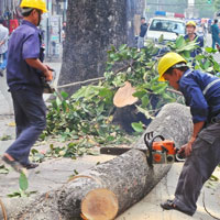 Mẫu hợp đồng thuê chặt cây