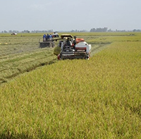 Mẫu báo cáo chi phí sản xuất thóc gạo