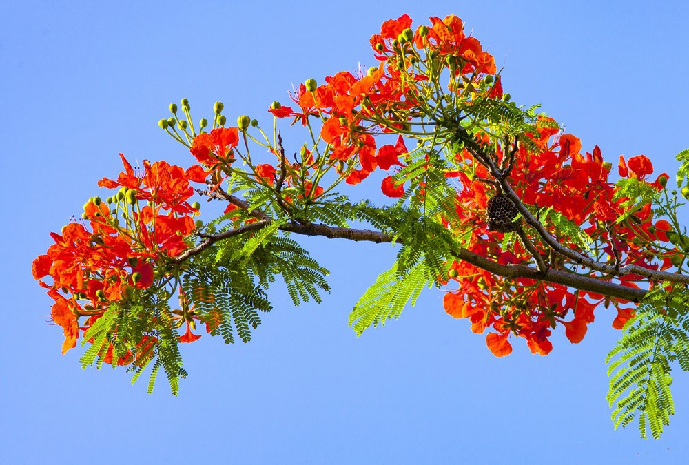 Bài phát biểu của hs lớp 5 trong lễ bế giảng