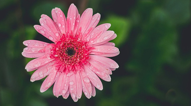 Bài viết tri ân thầy cô