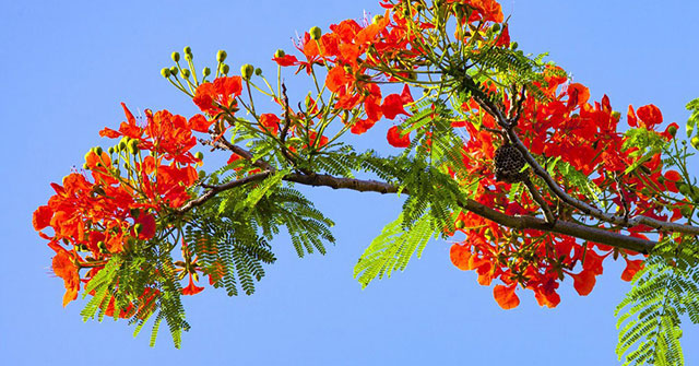 STT tổng kết cuối năm học