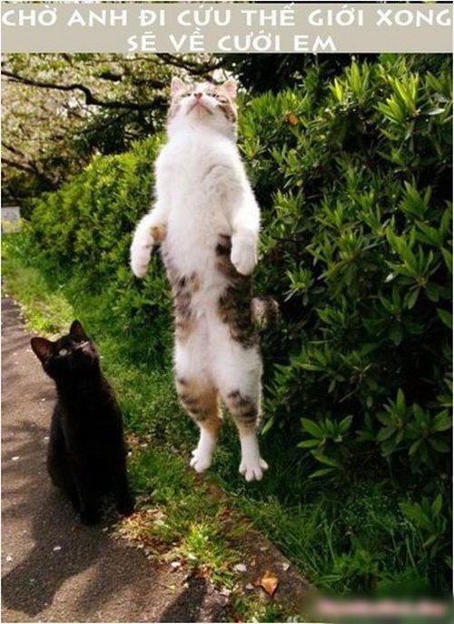 Cười nghiêng ngả với bộ ảnh chế hài hước các chú mèo vui nhộn siêu đáng yêu phần 11