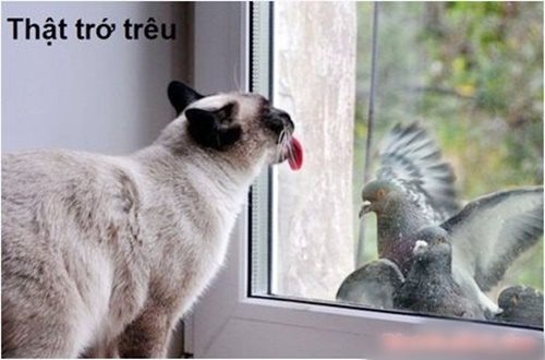 Cười nghiêng ngả với bộ ảnh chế hài hước các chú mèo vui nhộn siêu đáng yêu phần 14