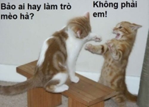 Cười nghiêng ngả với bộ ảnh chế hài hước các chú mèo vui nhộn siêu đáng yêu phần 17