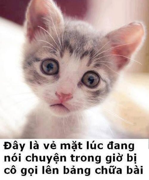 Cười nghiêng ngả với bộ ảnh chế hài hước các chú mèo vui nhộn siêu đáng yêu phần 7