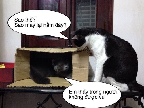 Cười nghiêng ngả với bộ ảnh chế hài hước các chú mèo vui nhộn siêu đáng yêu phần 2