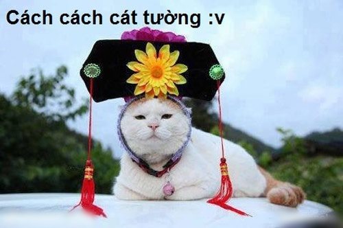 Cười nghiêng ngả với bộ ảnh chế hài hước các chú mèo vui nhộn siêu đáng yêu phần 25