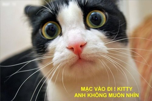 Cười nghiêng ngả với bộ ảnh chế hài hước các chú mèo vui nhộn siêu đáng yêu phần 38