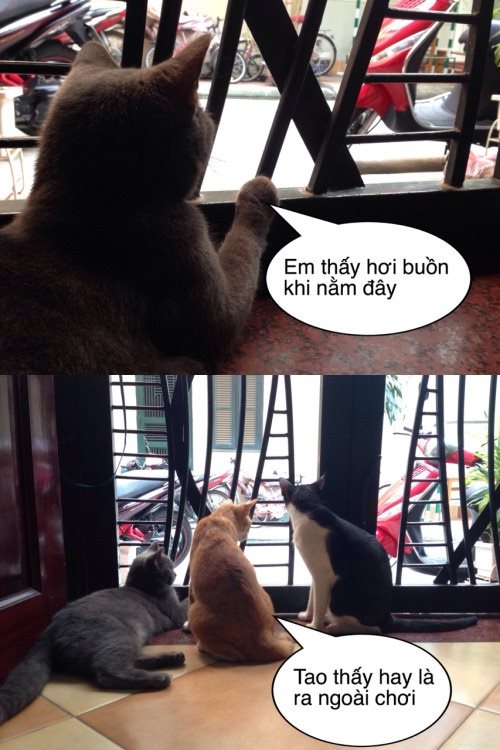 Cười nghiêng ngả với bộ ảnh chế hài hước các chú mèo vui nhộn siêu đáng yêu phần 4