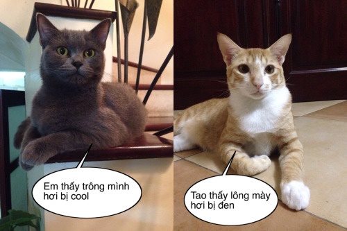 Cười nghiêng ngả với bộ ảnh chế hài hước các chú mèo vui nhộn siêu đáng yêu phần 3