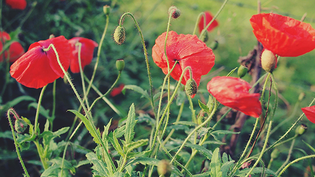 Ý nghĩa các loài hoa