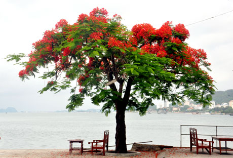 Cảm nghĩ về loài cây em yêu