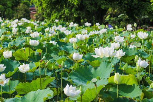 Phân tích cảnh ngày hè