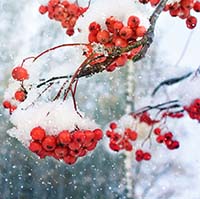 Những bài thơ về mùa đông hay nhất