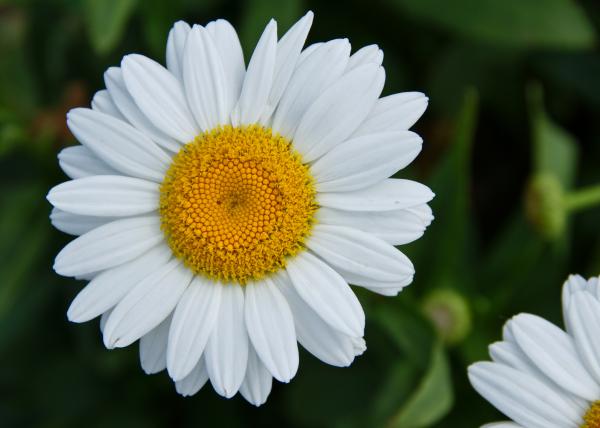 Lời chia buồn đám tang 