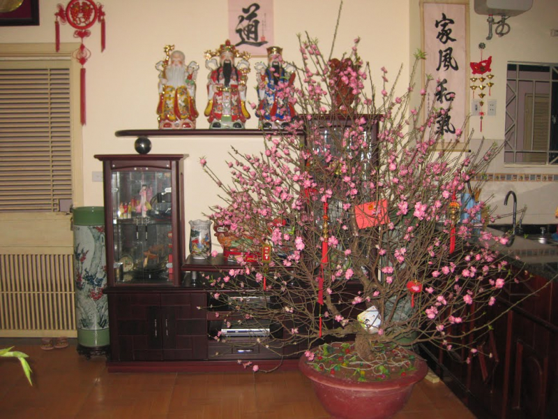 Thuyết minh về cây hoa đào