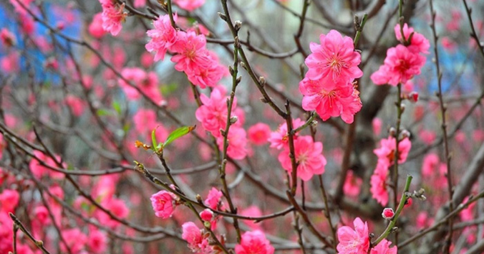 Top 10 bài văn tả cây đào hay nhất