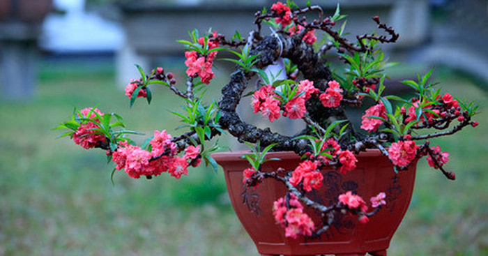 Tả cây đào ngày Tết