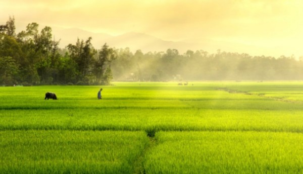 Hướng dẫn kê khai, tính và nộp thuế sử dụng đất nông nghiệp