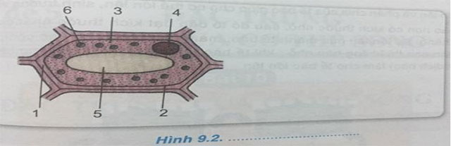 Đáp án Mô đun 2 môn Khoa học tự nhiên THCS