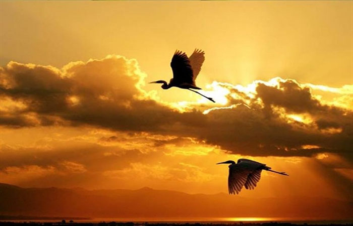 Phân tích bài chiều tối