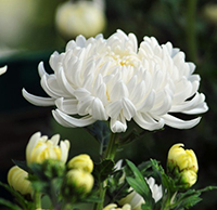 Bài thơ viếng đám tang cảm động