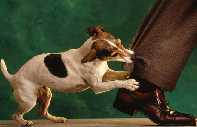 Chó nhà hàng xóm cắn bị thương thì có được đòi bồi thường?