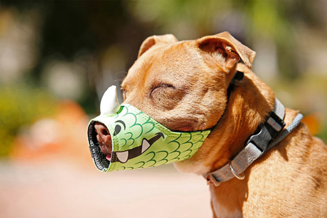 Trách nhiệm bồi thường của chủ chó khi chó cắn người