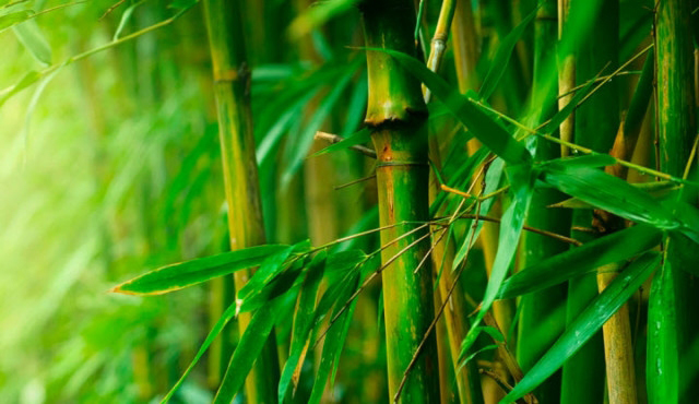 Thuyết minh về cây tre