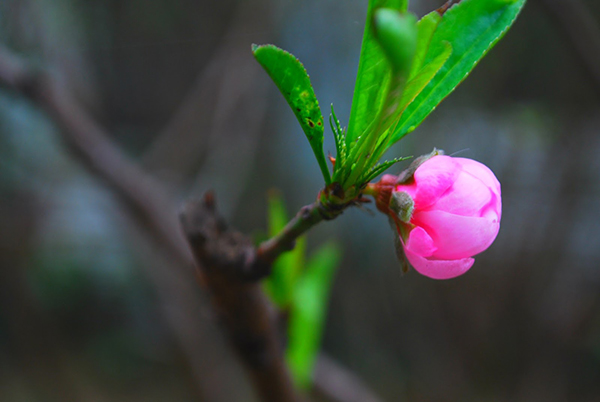 Phân tích khổ cuối bài Vội vàng