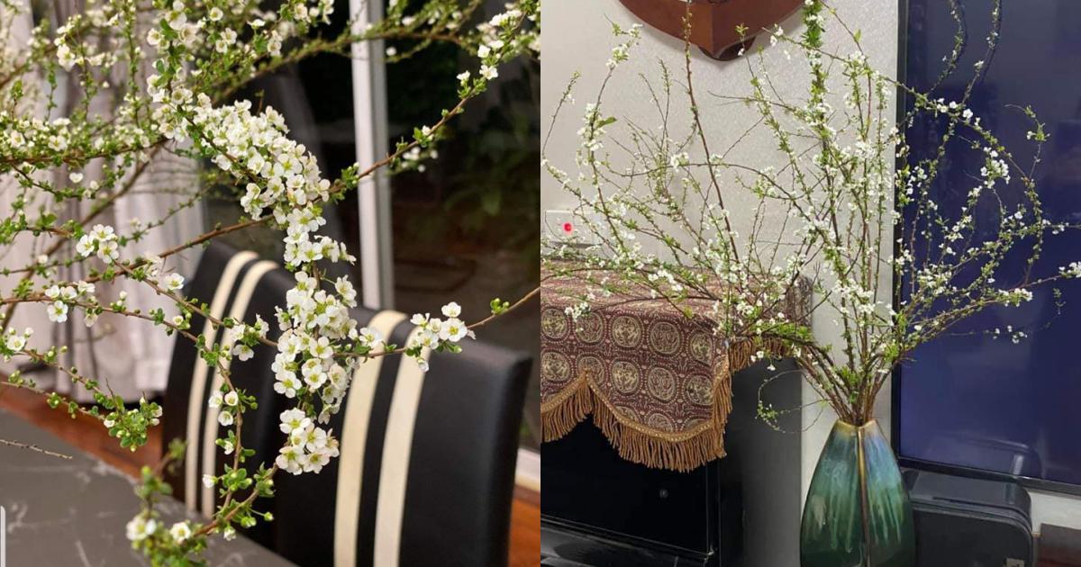 Cách cắm hoa tuyết mai