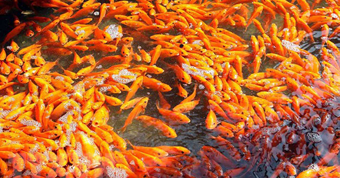 Vì sao thả cá chép để cúng ông Công ông Táo?