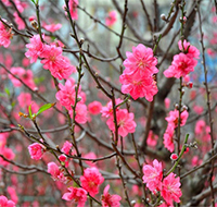 Những điều kiêng kỵ trong ngày lập xuân