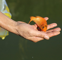 Những lưu ý khi thả cá chép ngày ông Công ông Táo