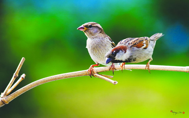 Tả về loài chim lớp 2