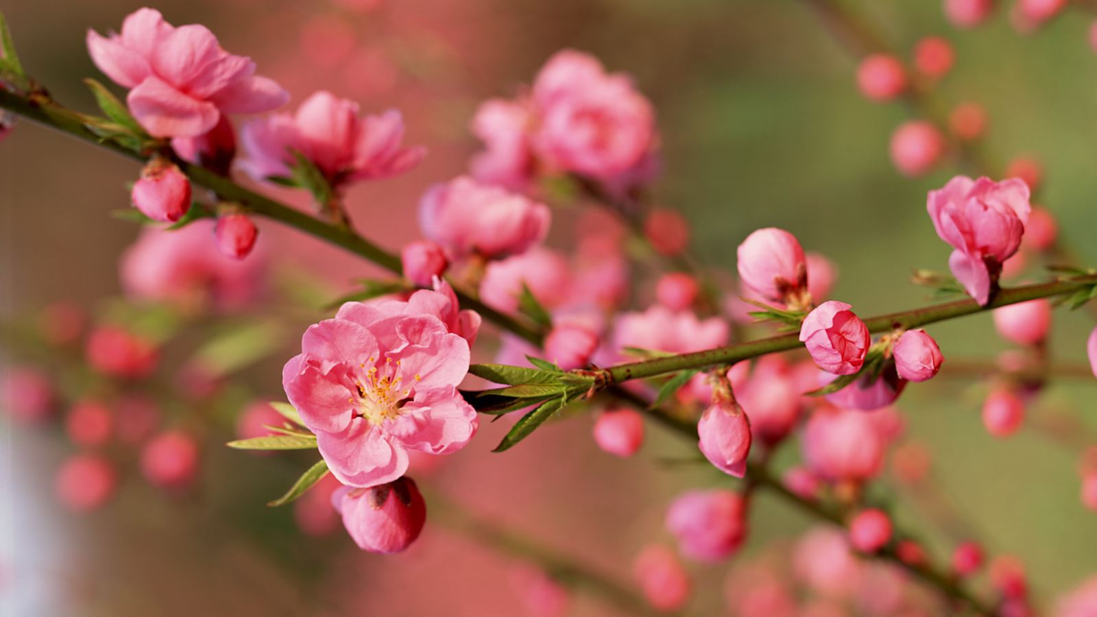 Có nên đốt gốc đào