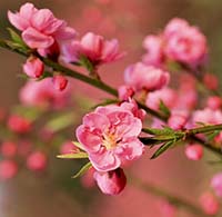 Có nên đốt gốc cành đào không?